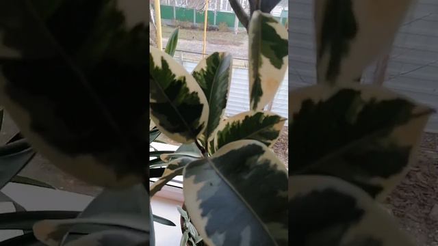 Фикус Триколор, Кливия, Фикус Лировидный. смотреть онлайн