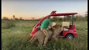 Лев Султан ТАК СОСКУЧИЛСЯ! Обнимашки на цветочной поляне!