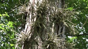 Акация в Красном лесу. Краснодарский край.