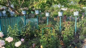 САМЫЕ КРАСИВЫЕ УГОЛКИ  МОЕГО САДА И ДВОРИКА. ПРИГЛАШАЮ НА ОБЗОР!