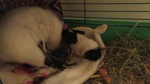 Роды морской свинки. Как рожает морская свинка. Childbirth guinea pig.