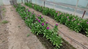 Маттиола  7 мая 2022 год