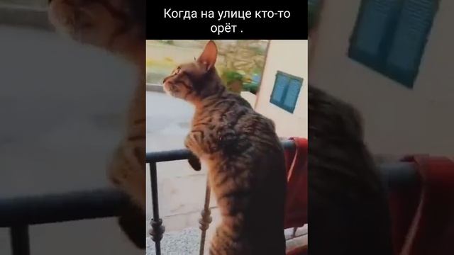 ЖИИЗАААА!!!!!! смотреть онлайн
