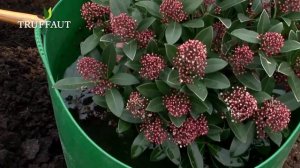 Skimmia : plantation et entretien - Truffaut