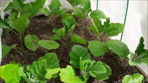 Проблемы с видео/ Посадила баклажаны/ Первая подкормка помидор