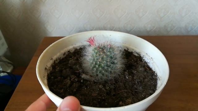 Пушистый кактус цветет смотреть онлайн