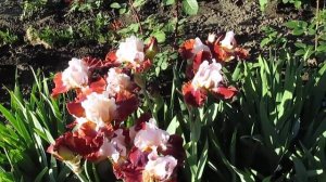 Ирисы бордюрные бородатые их отличие от высоких ирисов