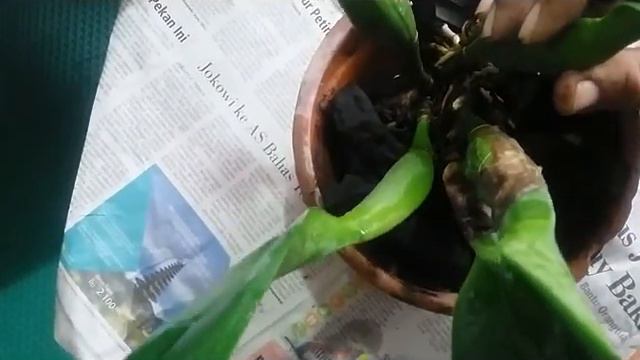 Repotting anggrek Cattleya - Blc port of Paradise смотреть онлайн