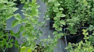 Подстригаем голубику. Уход за саженцами голубики летом.