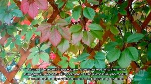 Какие растения можно посадить под забором или о том, что хорошо растет в тени