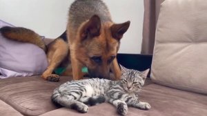 Овчарка лижек кошку