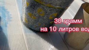 Реанимация роз на 100. Розы почернели? Что делать?