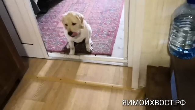 Выдержка, зонирование площади. Дрессировка собак. смотреть онлайн