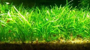 #Аквариумные_растения Лилеопсис бразильский и новозеландский. Неприхотливые почвопокровки.