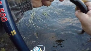 Ловля СИГА. Неожиданная поклевка СЕМГИ.