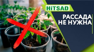 Лучшие Томаты БЕЗ РАССАДЫ  Забудьте про рассаду томатов  Урожайные сорта помидор