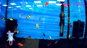 VLOG: Едем  в зоомагазин покупать крысу!!!