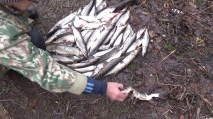 4 дня в ХМАО, река ендырь. очень много щурогайки