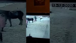 Живодеры в КСК Матадор (г. Москва , район Лианозово)