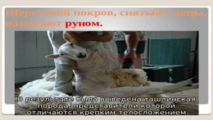 Отечественная ташлинская порода овец