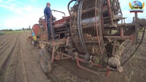 Уборка картофеля. Копка картофеля на МТЗ 82 ( 38-Серия 3-Сезон)