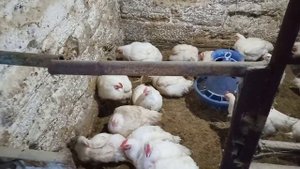 Как влияет понижение температуры на количество поедания корма у бройлера.