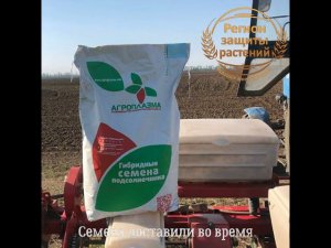 Семена подсолнечника  Гибриды подсолнечника  Евралис  Агроплазма  НСХ Сербия  Всё у нас