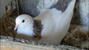 Богучар, Бакинские столбовые бойные голуби