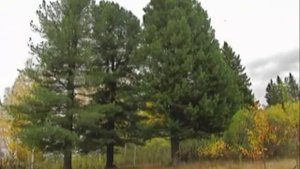 Природоведение, выпуск 56. Хвойные деревья