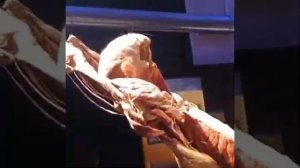 Мир тела. Body Worlds. ВДНХ Москва. VDNH Moscow