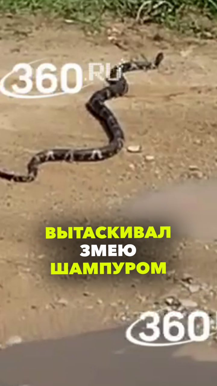 Змея грелась под капотом жителя Приморского края. Вытаскивать её пришлось шампуром и руками