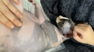 Рождение котят. Питомник канадских сфинксов Пряничный Дом.