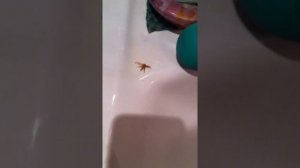 Как из уха достать насекомое