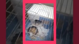 Почему хомяк чихает и что делать? Досмотри видео будет интересно ?
