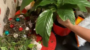 Спацифилум пересадка,уход,приметы