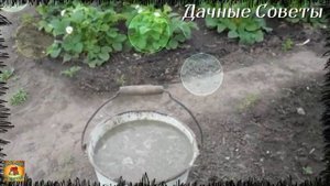 Будет ОЧЕНЬ много крупной КЛУБНИКИ Обязательная весенняя подкормка для обильного плодоношени