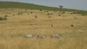 Африканская саванна. African savanna.