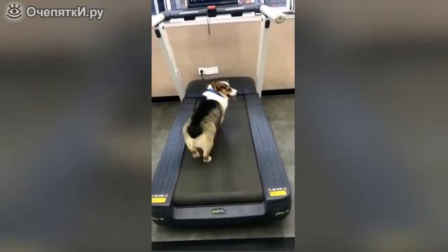 очень умный и смышленый пес)))) на беговой дорожке,приколы с животными,ржач,спорт смотреть онлайн