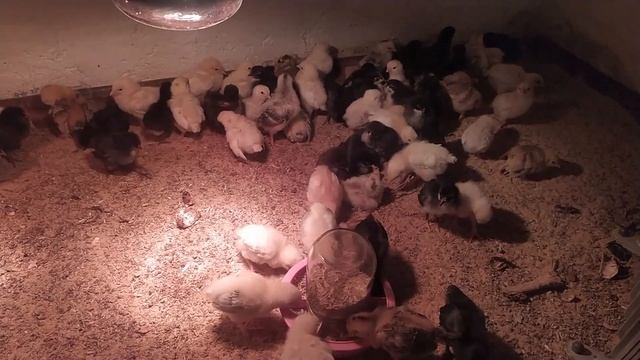 #Разница между цыплятами бройлера и курами-несушек#Отличный корм# смотреть онлайн