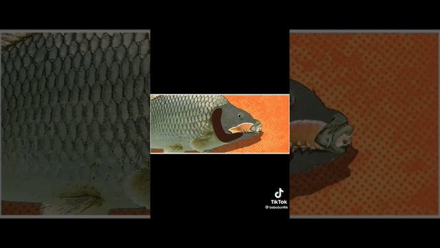 Мокрица заместо языка 😱 смотреть онлайн