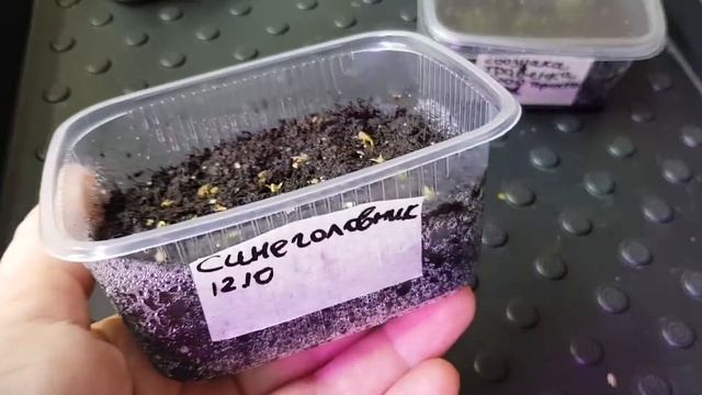 5 обзор всходов семян/Проф семена, свои и семена из магазина/ Как  расчитать сроки посева
