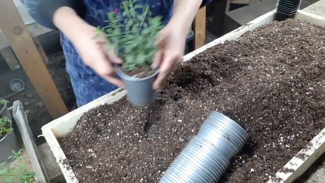калибрахоа#пересадка#грунт