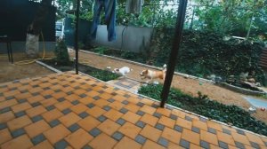 Бима достает нас из воды ?Путешествие с КОРГИ  ?Москва----Тихорецк!