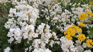 САМЫЕ КРАСИВЫЕ ПОЧВОПОКРОВНИКИ МОЕГО САДА. ТАКОЕ РАСТЕНИЕ ДОЛЖНО БЫТЬ У КАЖДОГО В САДУ!