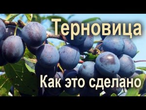 Терновица. Как это сделано.