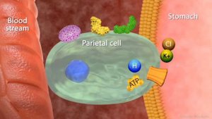Proton Pump Inhibitor (Pantoprazole)
