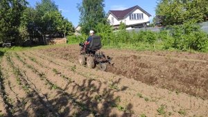 Окучивание картофеля самодельным минитрактором.
