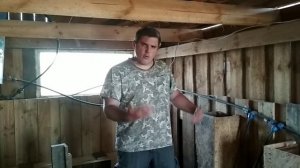 Имбридинг Вислобрюхих свиней. Близкородственное скрещивание / Вьетнамские свиньи
