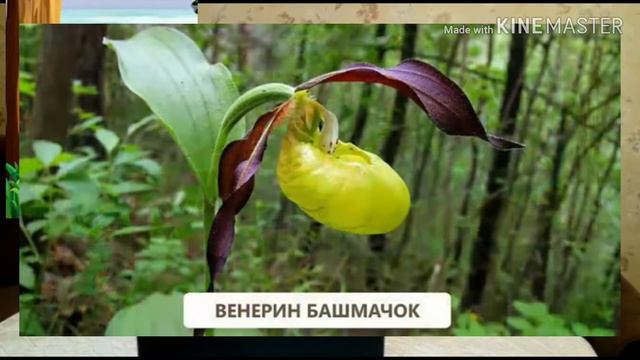 Видео-урок по природоведению на тему: