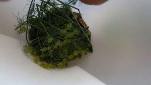 Соленые огурцы холодным способом на зиму, хрустящие огурцы самый лучший рецепт